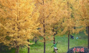 陕西西安：银杏林由绿转黄吸引市民游玩
