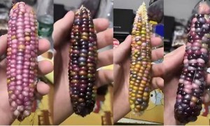 市面上的包装玉米是“僵尸玉米”?这些关于玉米的真相一定要知道
