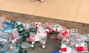 5岁半斗牛犬五年捡瓶子攒下1万多元!每天早中晚捡3次……狗主人:是自己在外奋斗的缩影